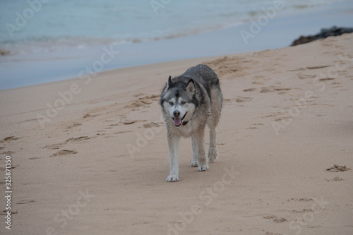 Siberian Husky on the beach