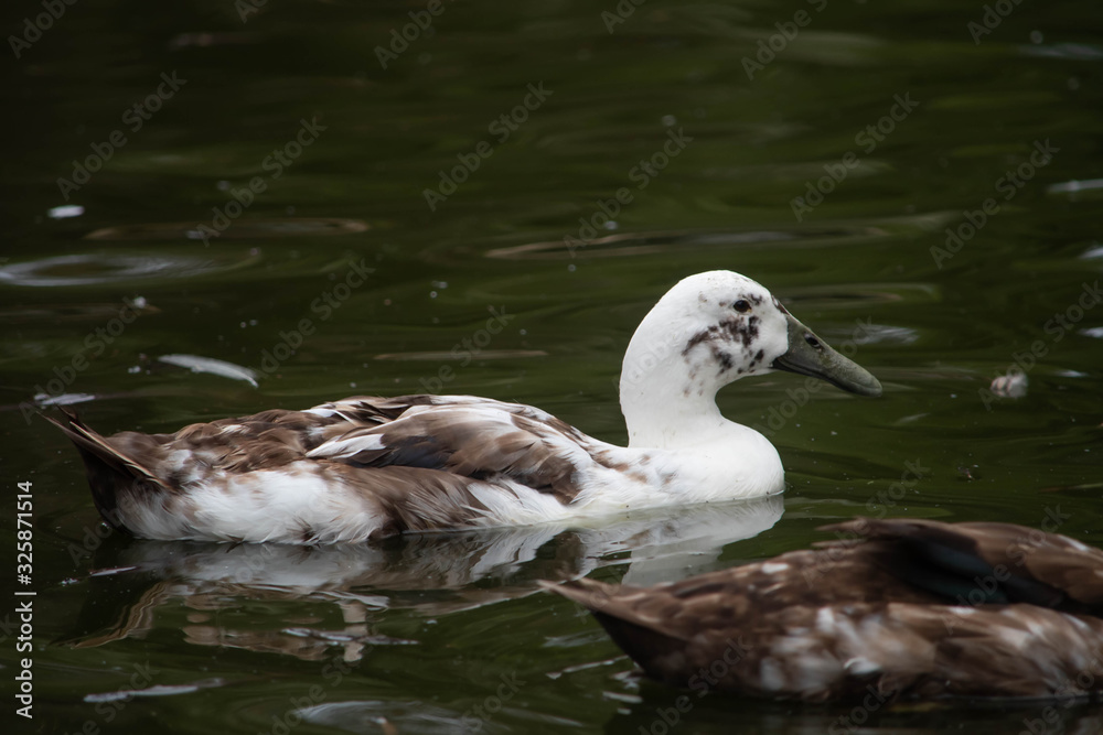 White duck swimming on a lake