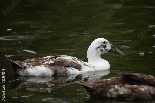 White duck swimming on a lake