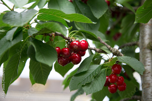 juicy vitamin bombs, cherry is a species of plant in the genus Prunus