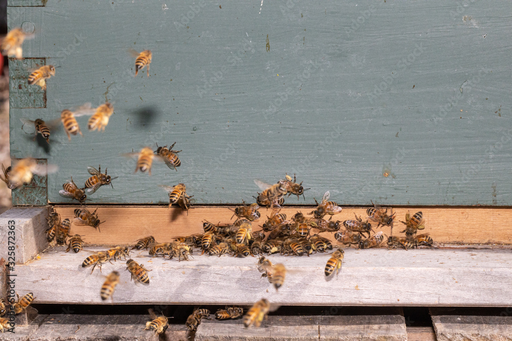 Urban honeybee colony - Apis mellifera Urban honeybee colony - Apis mellifera