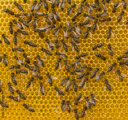 Bees on honeycombs with nectar and honey © The physicist