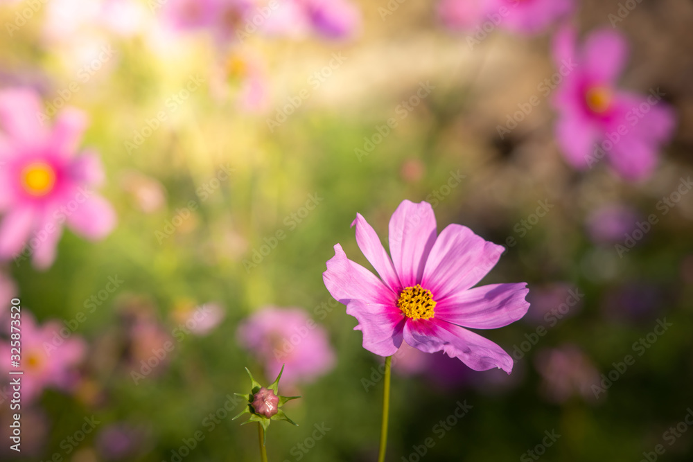 Beautiful Cosmos flowers in garden. Nature background. Beautiful Cosmos flowers in garden. Nature background.