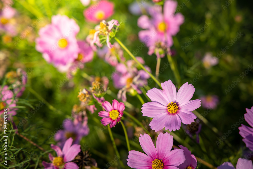 Beautiful Cosmos flowers in garden. Nature background. Beautiful Cosmos flowers in garden. Nature background.