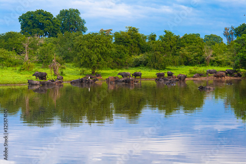 A herd of water buffaloes bathe in a pond. beautiful blue sky. Sri Lanka