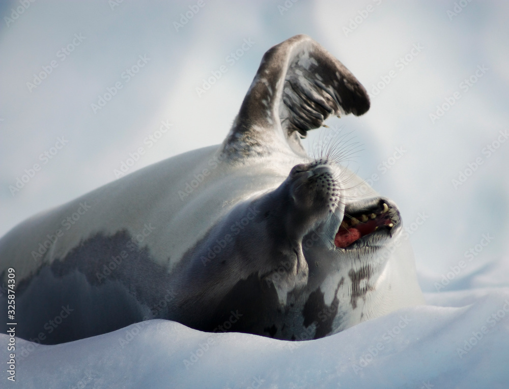 Obraz premium Antarctic Crabeater Seal