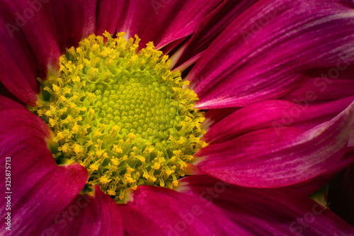 Purple & Yellow Flower