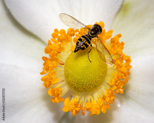 Hoverfly & Flower