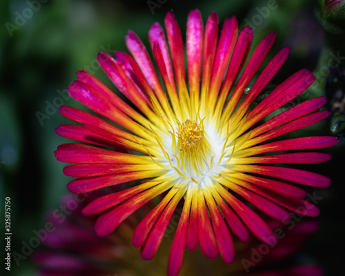 Yellow & Purple Flower