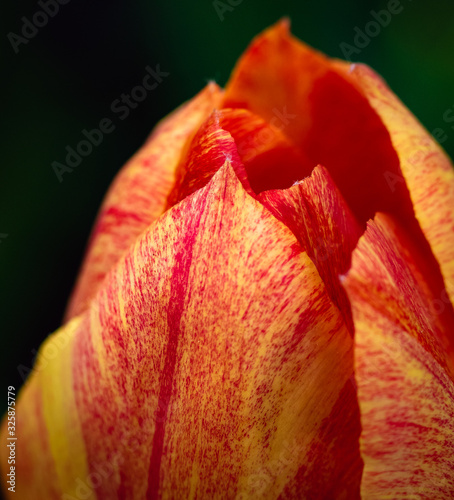 Yellow & Orange Tulip