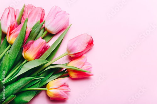 Bouquet of pink tulips on a pink background. Top view