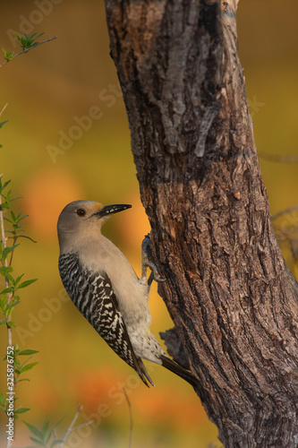 Golden fronted woodpecker in a backyard feeder