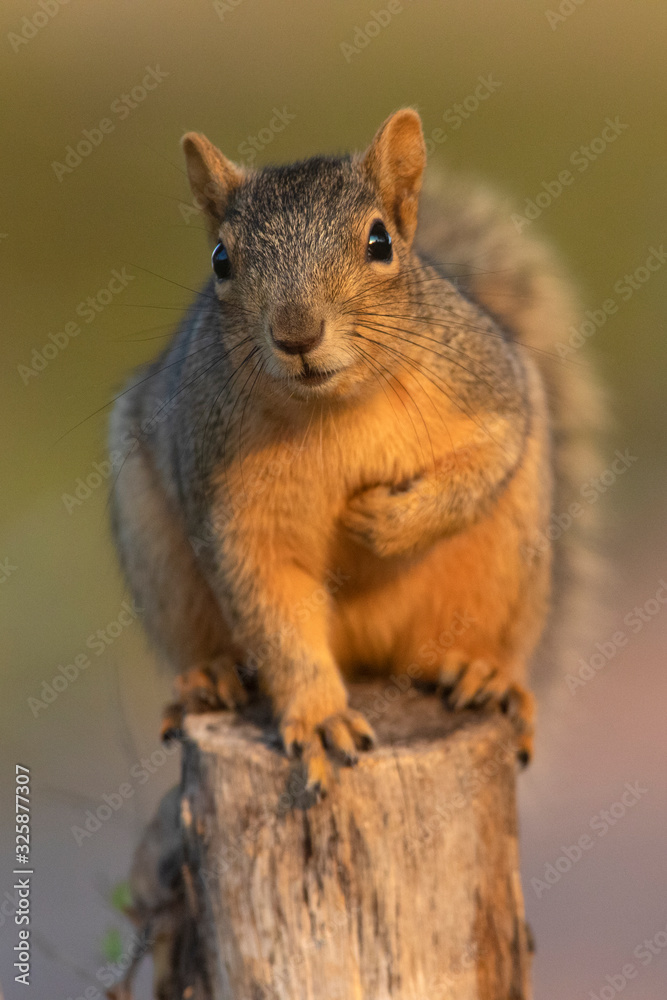 Eastern Fox squirrel eating in a backyard feeder Eastern Fox squirrel eating in a backyard feeder