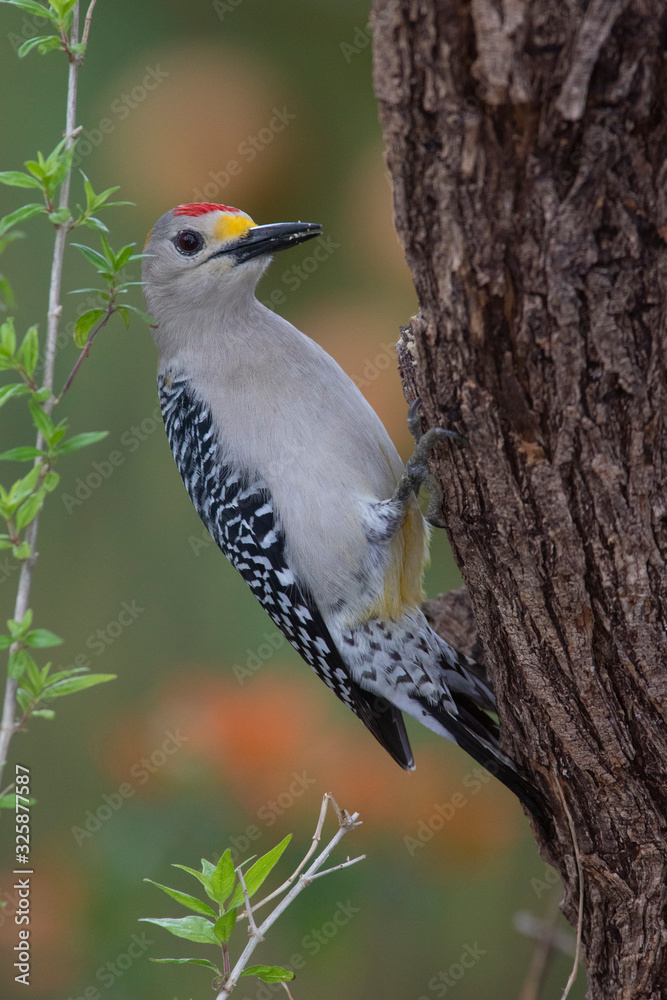 Fototapeta premium Golden fronted woodpecker in a backyard feeder