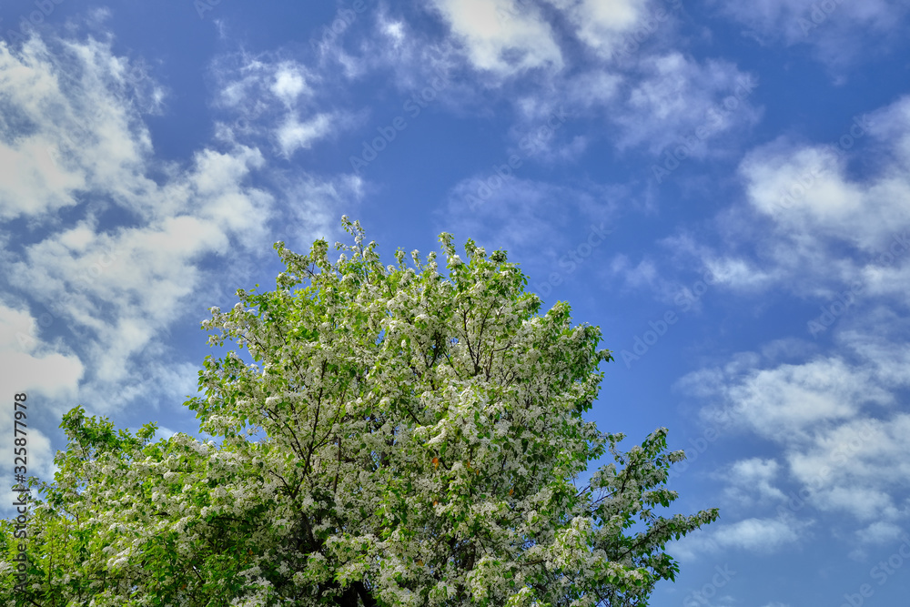 Fototapeta premium Flowering tree against blue sky and puffy white clouds