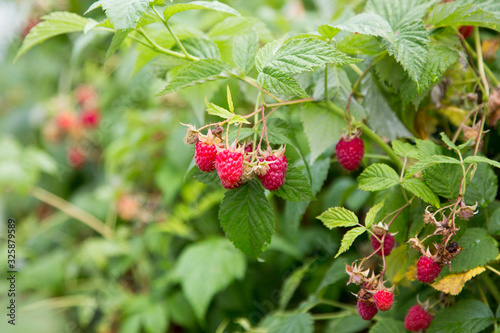 Now picking raspberries from your own garden