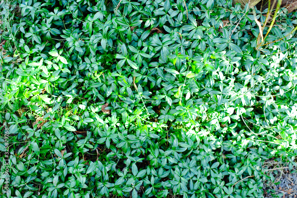 sprouts of flowers close-up. The first spring flowers grow from the ground. Awakening of nature, early spring. Natural background with place for text. sprouts of flowers close-up. The first spring flowers grow from the ground. Awakening of nature, early spring. Natural background with place for text.