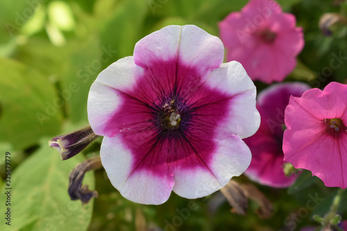 pink flower in the garden