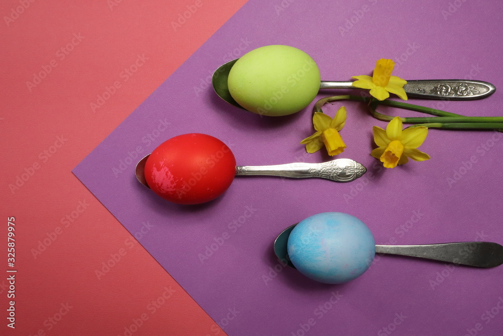 Colored eggs on spoons with spring daffodils from top view Colored eggs on spoons with spring daffodils from top view