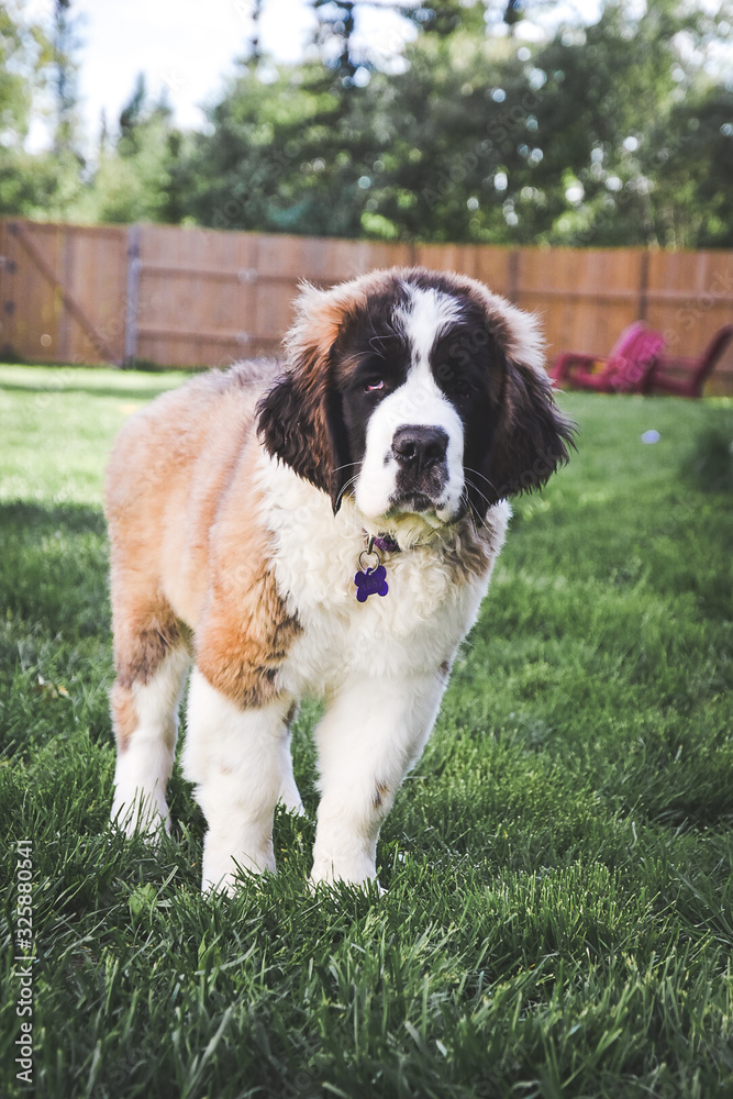 Saint Bernard puppy in the backyard Saint Bernard puppy in the backyard