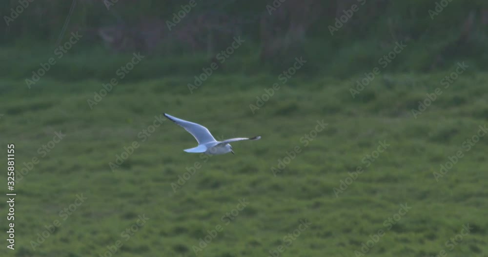 Seagull common white bird flying slow motion green natural outdoors Seagull common white bird flying slow motion green natural outdoors