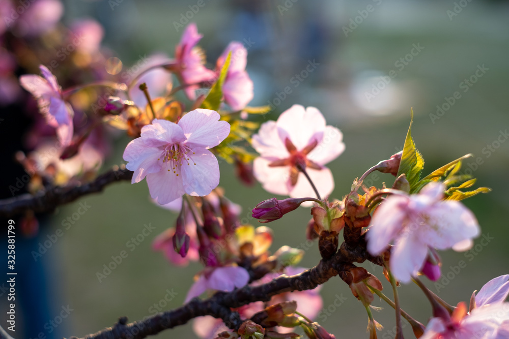 Fototapeta premium Kawazu-zakura cherry blossoms just before sunset blooming on a late February day at Myoden Park, Ichikawa, Japan.
