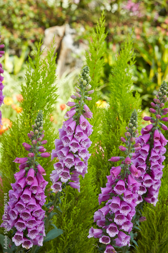 Obraz premium Purple foxgloves in the garden