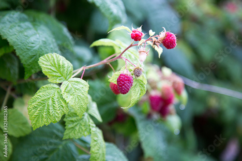 raspberries, agriculture, macro, plant, vitamins, fruit