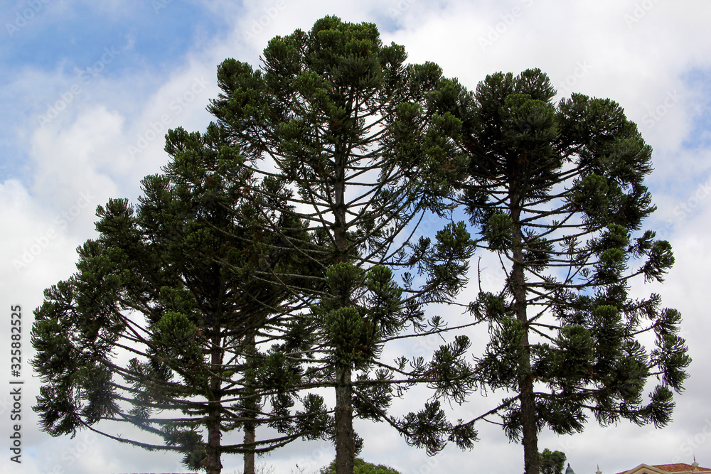 Trees Trees