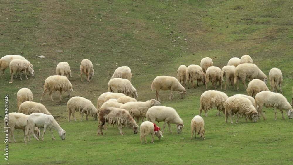 Flock of sheep grazing on hill with green meadow in farmland