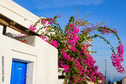 Colorful Bougainvillea flowers with white traditional buildings in Oia, Santorini, Greece