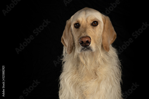 Serious yellow labrador retriever dog isolated on black background © Sharon