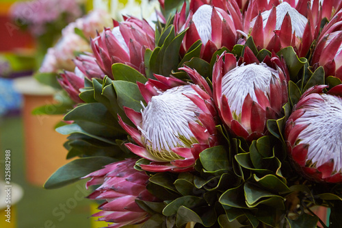 Blooming king protea in garden photo