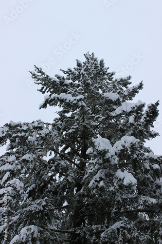 snow on tree