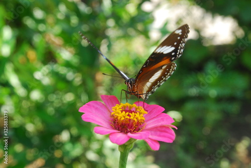 a beautiful butterfly alighted on a blooming flower