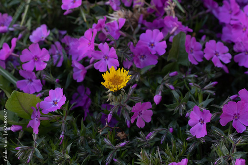 Beauty in Diversity