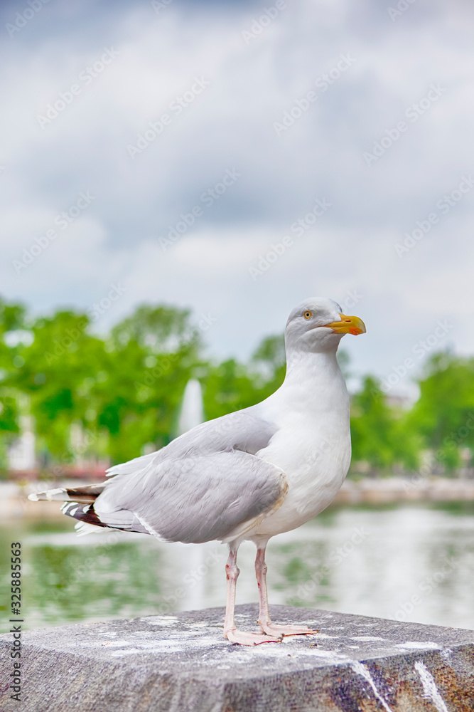 Seagull Sitting in Front of Binnenhof Palace of Parliament inThe Hague in The Netherlands At Daytime. Seagull Sitting in Front of Binnenhof Palace of Parliament inThe Hague in The Netherlands At Daytime.