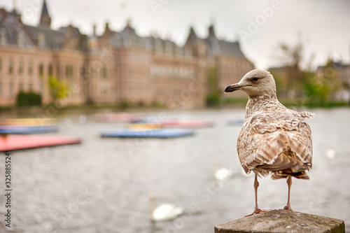 Seagull Sitting in Front of Binnenhof Palace of Parliament inThe Hague in The Netherlands At Daytime.