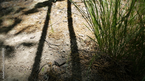a landscape of plants and shadows