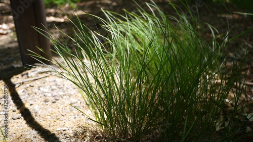 a landscape of plants and shadows