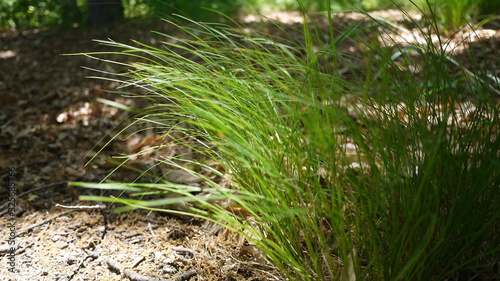 a landscape of plants and shadows