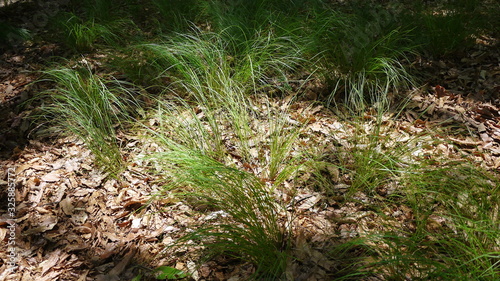 a landscape of plants and shadows