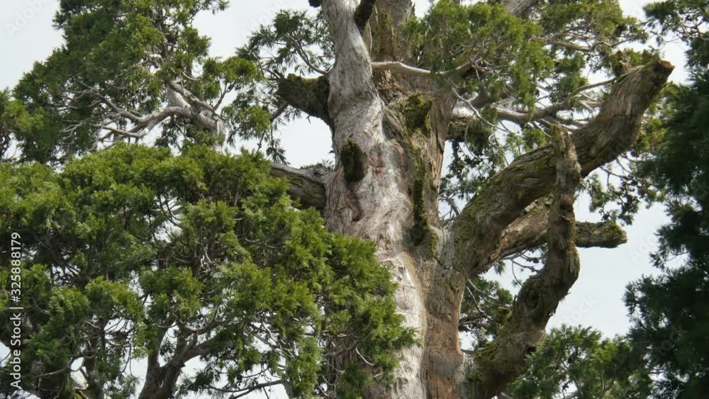 Sequoia Forest Time Lapse General Grant Tree Tilt Up Clouds Sequoia Forest Time Lapse General Grant Tree Tilt Up Clouds