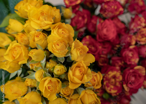 Top shot of yellow and red roses 