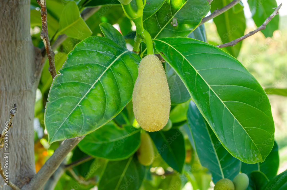 Sprayed Jackfruit Tree Leaf And Young Fruit Blossom Sprayed Jackfruit Tree Leaf And Young Fruit Blossom