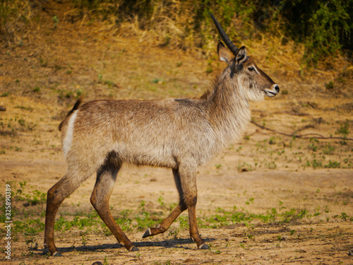 A common waterbuck  Kobus ellipsiprymnus  makes his way to drink at a waterhole in Kruger Nationalpark