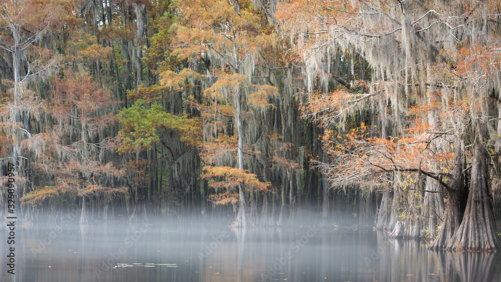 Fototapeta premium Caddo Lake Fall Color