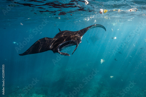 Manta Ray swimming through plastic 