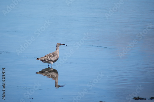 Whimbrel bird at Chiloe Island, Chile