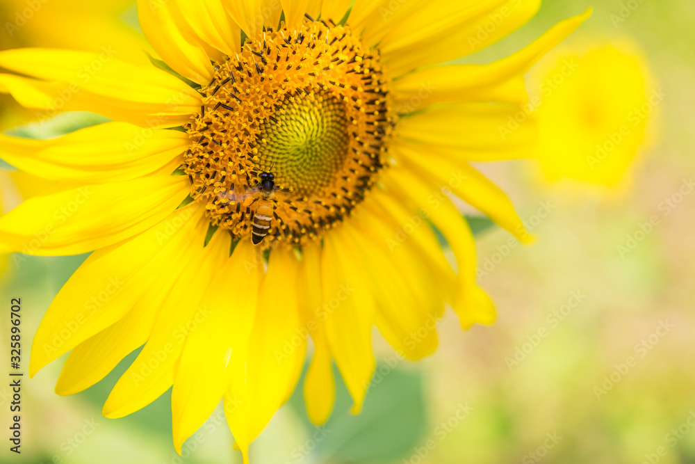 Bee and sunflower over blurred background, nature concept background, summer outdoor day light